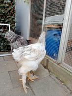Gratis 2 jonge Brahma hanen, Dieren en Toebehoren, Pluimvee, Mannelijk, Kip