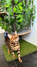Prachtige bengaal dekkater met stamboom, Dieren en Toebehoren, Katten en Kittens | Dekkaters