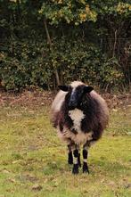 Kruising Walliser Schwarznase ooien, Dieren en Toebehoren, Schapen, Geiten en Varkens, Vrouwelijk, Schaap