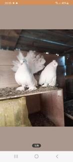 Te koop gevraagd Indiase pauwstaartdoffer., Dieren en Toebehoren, Mannelijk