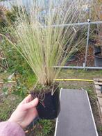 Stipa tenuissima 'Ponytails' (vedergras), Ophalen, Vaste plant, Overige soorten, Volle zon