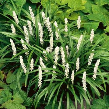 Liriope ‘White Monroe’ Muscari P9 - TOP KWALITEIT beschikbaar voor biedingen