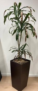 Plant groot, Huis en Inrichting, Kamerplanten, Ophalen, In pot, Halfschaduw, 150 tot 200 cm