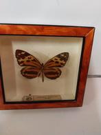 vlinder in lijst met glas., Opgezet dier, Ophalen of Verzenden, Zo goed als nieuw, Insect