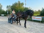 Braaf menpaard, Dieren en Toebehoren, Paarden, Ruin, 3 tot 6 jaar