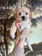 Mini labradoodle pups te koop!, Dieren en Toebehoren, Parvo, Overige rassen, 8 tot 15 weken, Meerdere