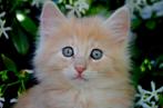 Noorse boskat kittens gaan koffertjes pakken, Meerdere dieren, Langharig, 0 tot 2 jaar