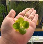 Amazon Kikkerbeet, Ophalen of Verzenden, Nieuw, Plant(en), Steen of Hout