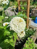 Zinnia Polar Bear, Ophalen of Verzenden, Voorjaar, Volle zon, Zaad