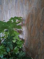 Behang Casamance Neluwa, Huis en Inrichting, Stoffering | Behang, Ophalen of Verzenden, Minder dan 10 m²