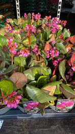 Bergenia shoeshine rose (schoenlappersplant), Tuin en Terras, Ophalen, Zomer, Overige soorten, Volle zon