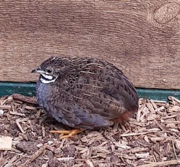 Chinese dwergkwartel man - haantje natuurbroed geboren 2025
 beschikbaar voor biedingen