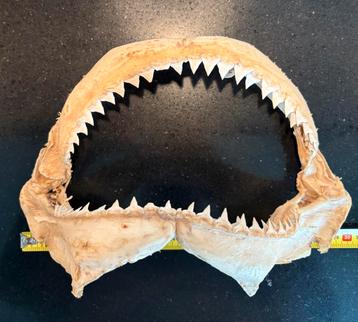 Haaienkaak haaienbek haai kaak gebit haaientanden bullshark beschikbaar voor biedingen