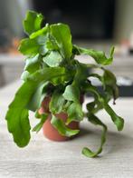 Krullende Cactus- Epiphyllum guatemalense Monstruosa, Minder dan 100 cm, Bloeiende kamerplant, Halfschaduw, Ophalen of Verzenden