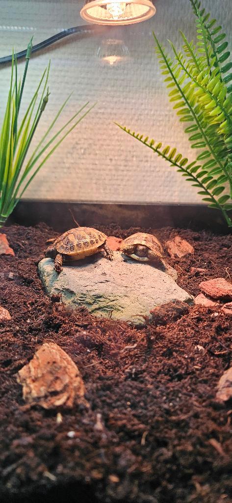 Landschildpadden incl. compleet terrarium