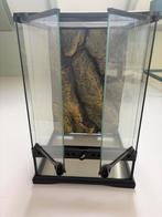 Terrarium, Dieren en Toebehoren, Ophalen of Verzenden, Zo goed als nieuw