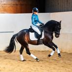 Geweldige Eyecatcher! Ontzettend gave PRE ruin, Ruin, Dressuurpaard, 3 tot 6 jaar