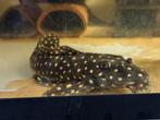L082 Scobiancistrus Opal Spot Wild Paartje, Vis
