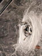 White Bahama's Regal phidippus regius F3, Dieren en Toebehoren
