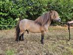 Tekoop shetlander hengst, Dieren en Toebehoren
