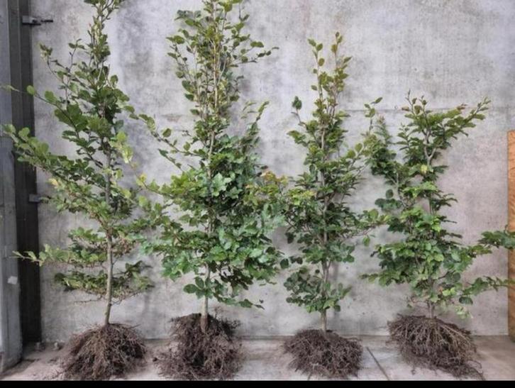 Groene beuk met wortel, Tuin en Terras, Planten | Tuinplanten, Ophalen