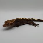 Prachtige pet only blackline wimpergekko / crested gecko man, Hagedis, 3 tot 6 jaar