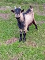 Geitenbok bokje ruilen, Dieren en Toebehoren, Schapen, Geiten en Varkens, Mannelijk, Geit, 0 tot 2 jaar