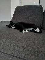 Lieve aanhankelijke gecastreerde kat, Kater, Kortharig, 0 tot 2 jaar