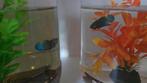 Betta mahachaiensis wilde betta, Vis