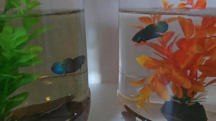 Betta mahachaiensis wilde betta, Dieren en Toebehoren, Vissen | Aquariumvissen, Vis