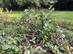 Laagblijvende appelboom, Tuin en Terras, Planten | Bomen, Overige soorten, Lente, Minder dan 100 cm, Ophalen