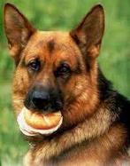 zoek items van Kommissar Rex, Ophalen of Verzenden, Gebruikt, Tv, Overige typen