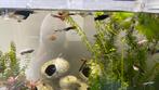 Jonge guppen, Dieren en Toebehoren, Vissen | Aquariumvissen, Vis