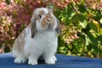 Lief & tam konijntje gezocht?, Dieren en Toebehoren, Konijnen, Vrouwelijk, Dwerg, Hangoor