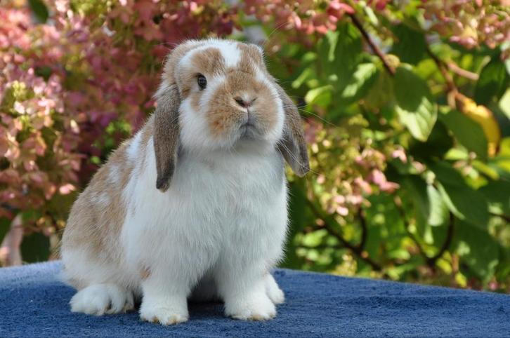 Lief & tam konijntje gezocht?, Dieren en Toebehoren, Konijnen, Dwerg, Vrouwelijk, Hangoor