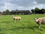 Texelaar Ram, Dieren en Toebehoren, Mannelijk, Schaap, 0 tot 2 jaar