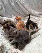 Kittens kruising boskat, Dieren en Toebehoren, Katten en Kittens | Overige Katten, Kater, 0 tot 2 jaar