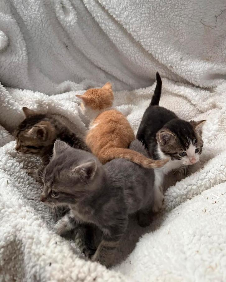 Kittens kruising boskat, Dieren en Toebehoren, Katten en Kittens | Overige Katten, Kater, 0 tot 2 jaar