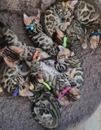 3 Schitterende Bengaal Kittens Beschikbaar, Dieren en Toebehoren, Katten en Kittens | Raskatten | Korthaar, Meerdere dieren, Gechipt