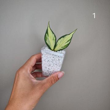 Hoya Polyneura Inner Variegated  beschikbaar voor biedingen