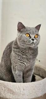 Prachtige blauw britsekorthaar kitten., Dieren en Toebehoren, Katten en Kittens | Raskatten | Korthaar, Poes, Ontwormd