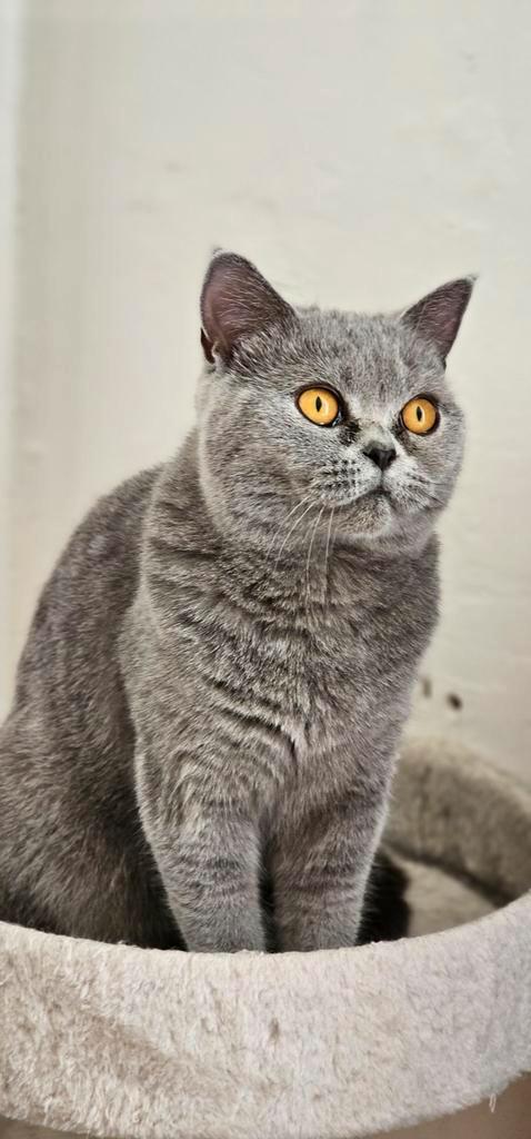 Prachtige blauw britsekorthaar kitten., Dieren en Toebehoren, Katten en Kittens | Raskatten | Korthaar, Poes, Ontwormd