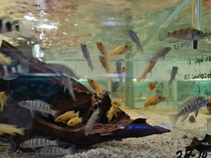 Neolamprologus Leleupi Tanganyika Cichliden, Dieren en Toebehoren, Vissen | Aquariumvissen, Zoetwatervis, Vis