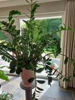 Prachtige grote kamerplant Zamioculcas, Huis en Inrichting, Kamerplanten, Overige soorten, Bloeiende kamerplant, Volle zon, Ophalen