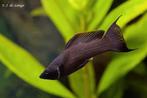Black mollies tropisch aquarium, Dieren en Toebehoren, Vissen | Aquariumvissen, Vis, Zoetwatervis, Schoolvis