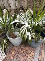 Trachycarpus  forunei  palmbomen  winterhard, Ophalen, Overige soorten, Volle zon