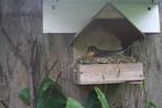 Te koop 0-1 Damalijster., Dieren en Toebehoren, Meerdere dieren, Tropenvogel, Geringd