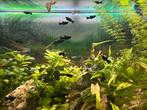 Black Molly’s gratis af te halen, Dieren en Toebehoren, Vissen | Aquaria en Toebehoren, Ophalen, Overige typen