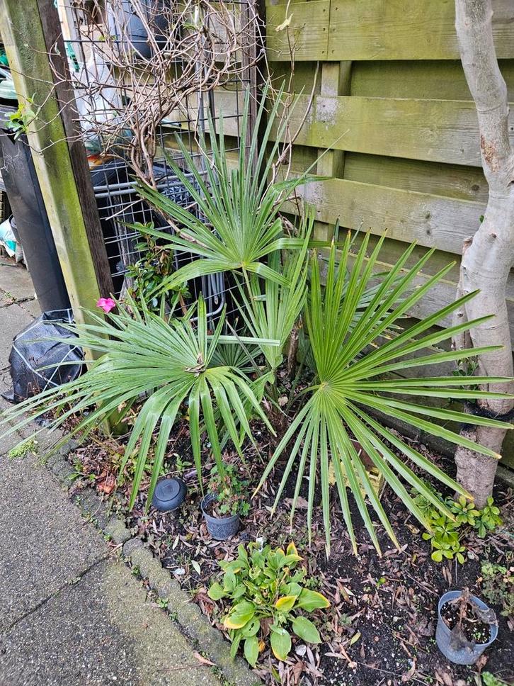 Plant koopje, Tuin en Terras, Planten | Bomen, Overige soorten, Volle zon, Ophalen of Verzenden