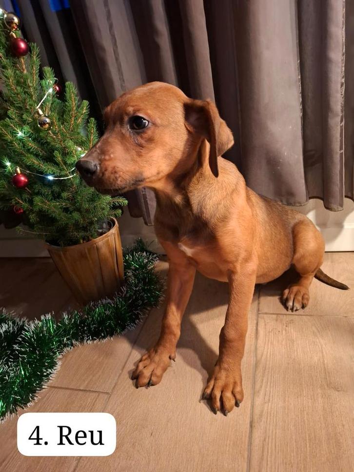 Ridgeback x Friese stabij pups, Dieren en Toebehoren, Honden | Retrievers, Spaniëls en Waterhonden, Reu, Overige rassen, Particulier